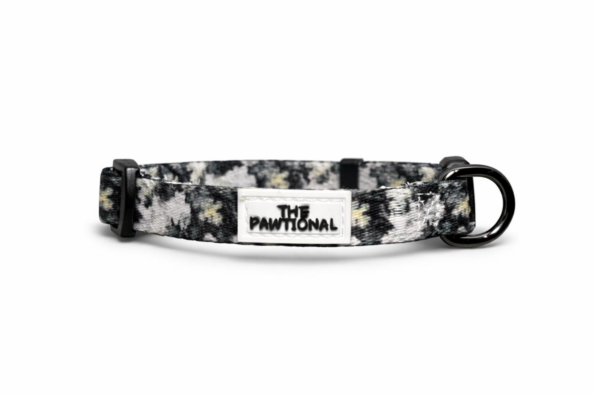 small dog wearing no pull harness australia